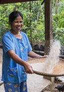 Yohana Sirenden worfelt Reis am 20.11.2019 in Buatarrung und trennt so die Spreu von den Reiskoernern.Die Brot fuer die Welt Partnerorganisation GT Motivator Kondoran hilft mit ihrem Lighthouse Projekt Bauern beim oekologischen Landbau und der Anpassung an den Klimawandel in 5 Bergdoerfern nahe der Stadt Rantepao / Sulawesie/ Indonesien. Lighthouse Projekt