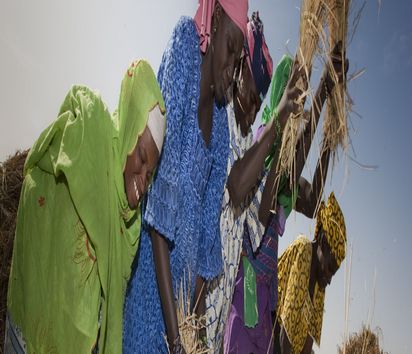 Les femmes du groupe Farha battent les bottes de riz après la récolte à Goungo Bon au Niger. L'organisation partenaire, l'Association des Aquaculteurs, les soutient dans leur travail.